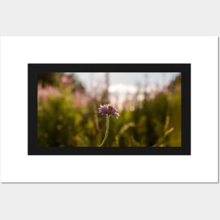 Field scabious flower in the meadow against the evening back sunlight Posters and Art